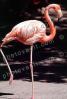 American Flamingo, (Phoenicopterus ruber), Phoenicopteriformes, Phoenicopteridae, ABIV02P07_12