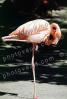 American Flamingo, (Phoenicopterus ruber), Phoenicopteriformes, Phoenicopteridae, ABIV02P07_13