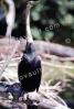 African Darter, Anhinga rufa, Suliformes, Anhingidae, ABIV02P08_12