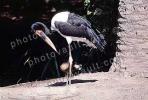 Saddle-billed Stork, (Ephippiorhynchus senegalensis), Ciconiiformes, Ciconiidae, ABIV02P08_17