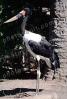 Saddle-billed Stork, (Ephippiorhynchus senegalensis), Ciconiiformes, Ciconiidae, ABIV02P08_18
