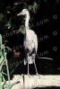Great Blue Heron (Ardea herodias fannini), Pelecaniformes, Ardeidae