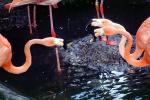 Flamingo, ABIV02P10_15