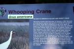 Whooping Crane, (Grus americana), Gruiformes, Gruidae, ABIV02P10_19