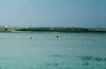 Highland Salt Lake, Laguna Salada, Spain, Greater Flamingo Colony, ABIV02P12_05