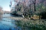 swamp, wetlands, bayou, Florida, ABIV02P13_01