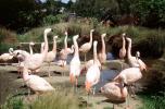Flamingo, ABIV02P13_02