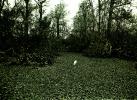 Corkscrew Swamp, Florida, wetlands, ABIV02P13_03