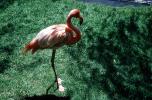 Flamingo, Sterling Forest Gardens, Hudson Valley, New York, ABIV02P13_10