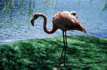 Flamingo, Sterling Forest Gardens, Hudson Valley, New York, Sterling Forest State Park