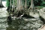 Mangrove Trees, swamp, wetlands, ABIV02P13_17