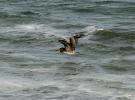Brown Pelican, ABLD01_023
