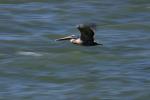 Pelican deep in flight, Russian River, Sonoma County, ABLD01_029