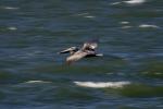 Pelicans, Russian River, Sonoma County, ABLD01_030