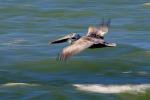 Pelican in flight, ABLD01_030B