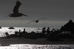 Pelicans, Russian River, Pacific Ocean, Sonoma County, ABLD01_037