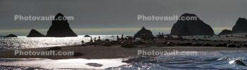 Pelicans, Seals, Russian River, Pacific Ocean, Panorama, ABLD01_039