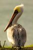 Pelican, Marin County, California, ABLD01_046