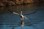 Brown Pelican, Presidio Lagoon, ABLD01_088
