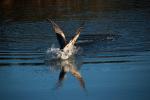 Brown Pelican, Presidio Lagoon, ABLD01_089