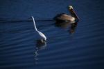 Brown Pelican, Presidio Lagoon, ABLD01_090