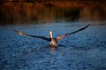 Brown Pelican, Presidio Lagoon, ABLD01_091