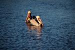 Brown Pelican, Presidio Lagoon, ABLD01_096