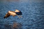 Brown Pelican, Presidio Lagoon, ABLD01_097