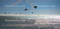 Brown Pelicans in Flight, Drakes Bay, ABLD01_117