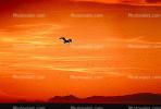Pelican, Malibu, California, Sunset, Sunclipse, ABLV01P01_11.3342