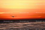 Pelican, Malibu, California, Sunset, Sunclipse, ABLV01P02_13.3342