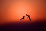Pelican, Malibu, California, Sunset, Sunclipse, ABLV01P02_16