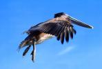 Pelican in Flight, Wings, Feathers