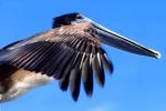 Pelican in Flight, Wing Tip, Feathers