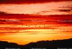 pelican, Malibu, California, Sunset, Sunclipse, ABLV01P03_14.3342