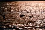 Brown Pelican, Pismo Beach, California, ABLV01P04_15.3342