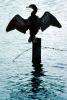 Wings Spread, Water, Cormorant