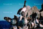 Pelicans, Cabo San Lucas, Baja Sur, ABLV01P08_02.3342