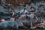 Pelicans, Cabo San Lucas, Baja Sur, ABLV01P08_03.2565