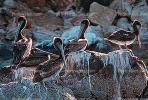 Pelicans, Cabo San Lucas, Baja Sur, ABLV01P08_03B.2565