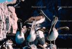 Pelicans, Cabo San Lucas, Baja Sur, ABLV01P08_04.3342