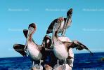 Pelicans, Cabo San Lucas, Baja Sur, ABLV01P08_05.3342