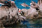Pelicans, Cabo San Lucas, Baja Sur, ABLV01P08_07.3342