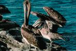 Pelicans, Cabo San Lucas, Baja Sur, ABLV01P08_10.3342
