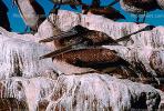 Pelicans, Cabo San Lucas, Baja Sur, ABLV01P08_11.3342