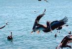 Pelicans, Tule Lake Wildlife Refuge, California