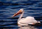 White Pelicans, Tule Lake Wildlife Refuge, California, ABLV01P08_17.3342