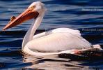 White Pelicans, Tule Lake Wildlife Refuge, California, ABLV01P08_17B.3342