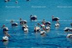 White Pelicans, Tule Lake Wildlife Refuge, California, ABLV01P08_19.2565
