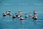White Pelicans, Tule Lake Wildlife Refuge, California, ABLV01P09_01.3342